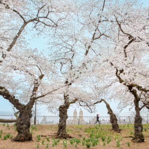 Conversations with Olmsted: Investing in Our Tree Canopy